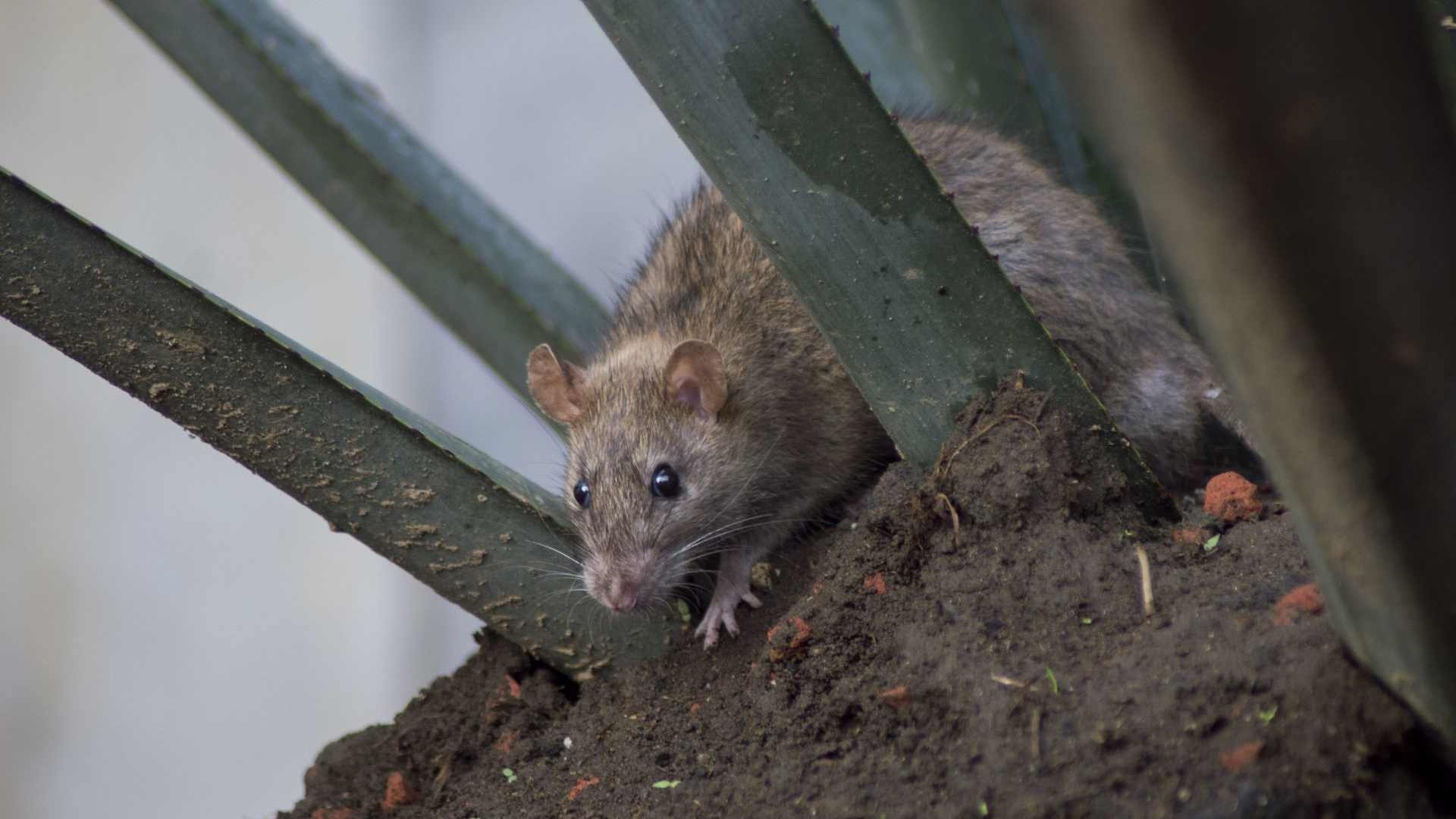 Cdmx Reportan Plaga De Ratas En Canal Nacional Por Residuos De Alimentos N